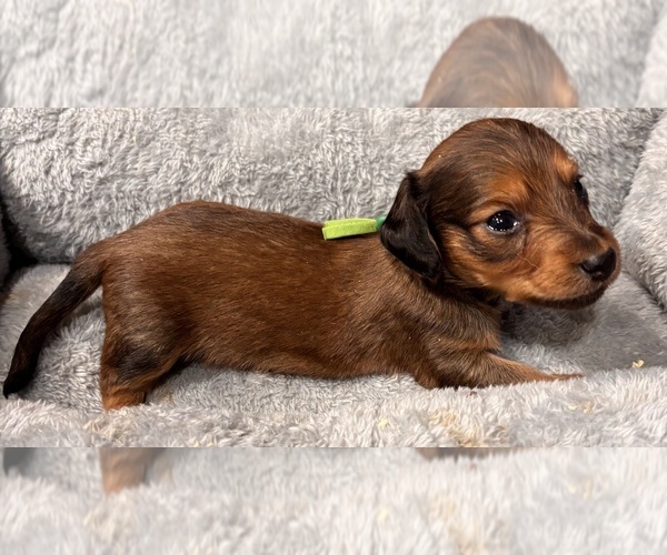 Medium Photo #2  Breeder Profile in HASTINGS, NE, USA