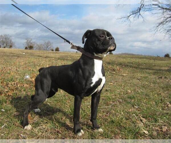 Medium Photo #3  Breeder Profile in CABOOL, MO, USA