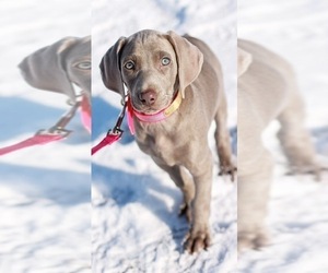 Weimaraner Dog Breeder near LEWISBURG, KY, USA