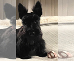 Small #12 Breeder Profile image