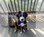 Small #10 Breeder Profile image