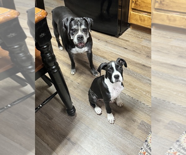 Medium Photo #5  Breeder Profile in WESTVILLE, OK, USA
