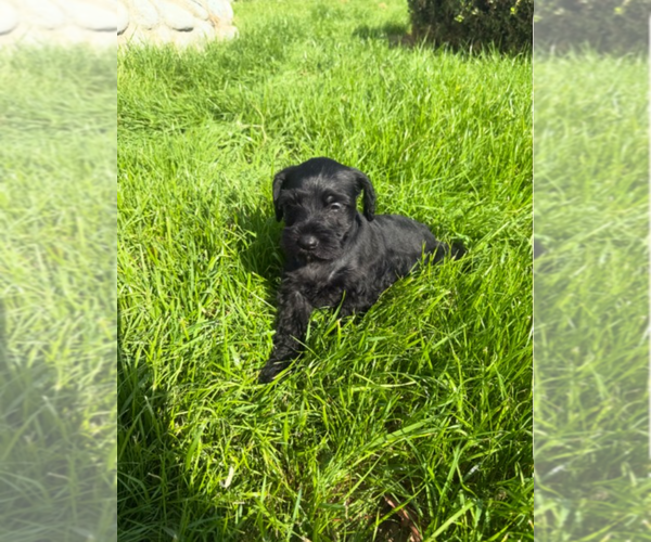 Medium Photo #3  Breeder Profile in DUARTE, CA, USA