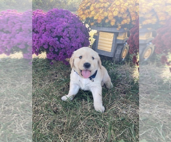 Medium Photo #55  Breeder Profile in FREDONIA, KS, USA