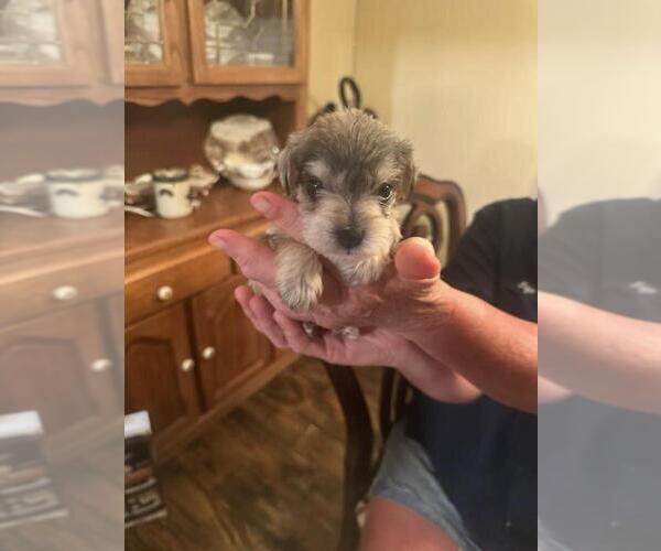 Medium Photo #6  Breeder Profile in OCILLA, GA, USA