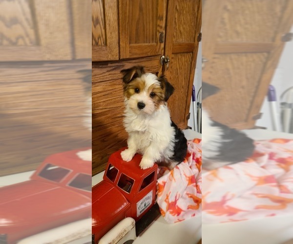 Medium Photo #1  Breeder Profile in WATAUGA, TN, USA