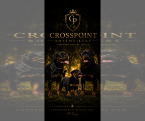 Medium Breeder Profile Photo
