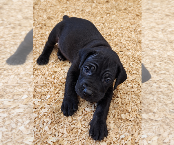 Medium Photo #2  Breeder Profile in WAUWATOSA, WI, USA