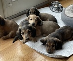 Small #13 Breeder Profile image