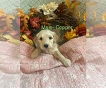 Small #2 Breeder Profile image