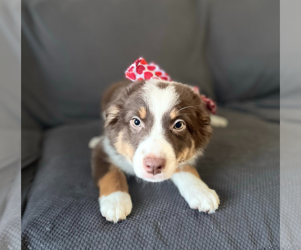 Medium Photo #1  Breeder Profile in MILWAUKEE, WI, USA