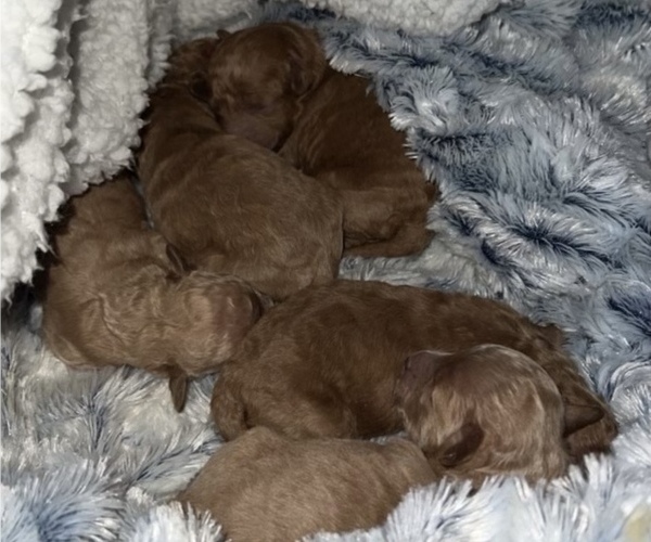 Medium Photo #1  Breeder Profile in LIVINGSTON, TX, USA
