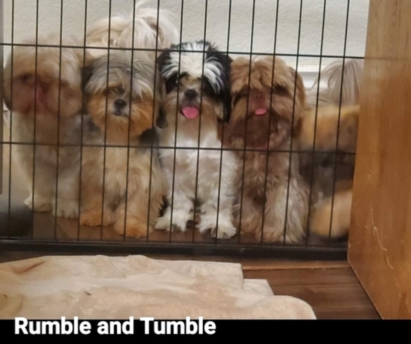 Medium Photo #1  Breeder Profile in SPG VALLEY LK, CA, USA