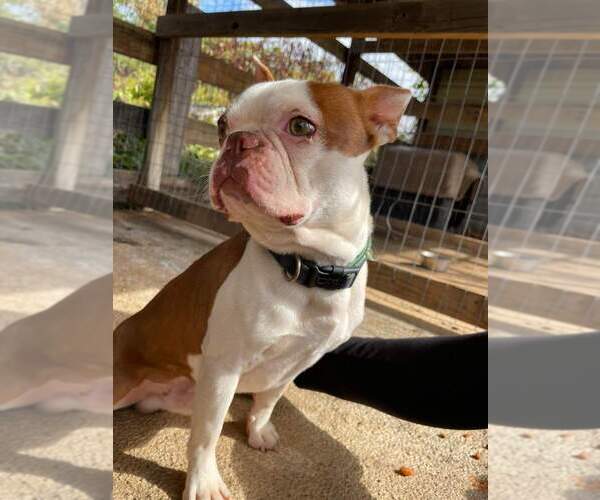 Medium Photo #3  Breeder Profile in BUCHANAN, VA, USA