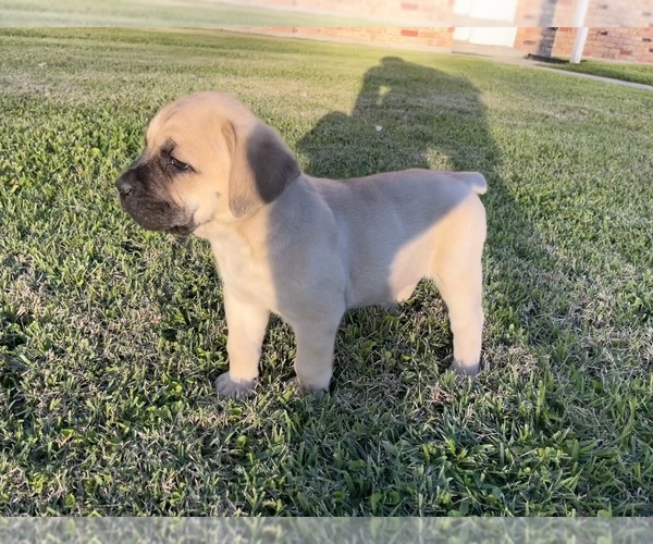 Medium Photo #1  Breeder Profile in NEW ORLEANS, LA, USA