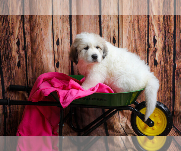Medium Photo #3  Breeder Profile in POWDER SPRINGS, GA, USA