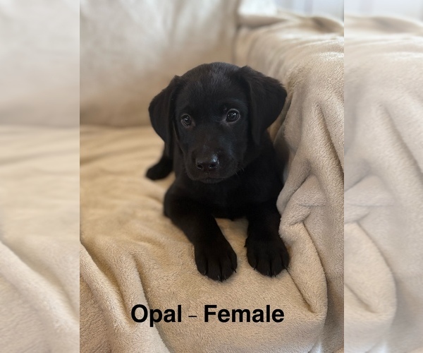 Medium Photo #1  Breeder Profile in OVID, MI, USA