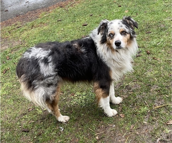 Medium Photo #1  Breeder Profile in STANWOOD, WA, USA