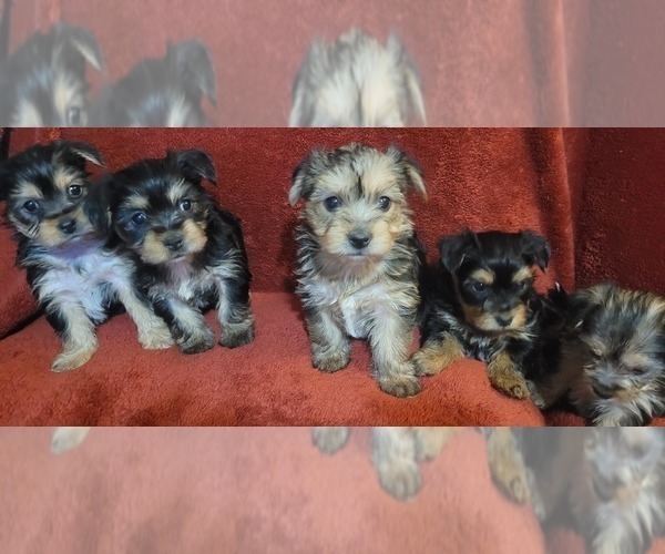 Medium Photo #290  Breeder Profile in AKRON, OH, USA