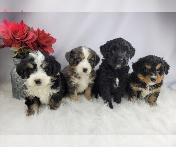 Medium Photo #1  Breeder Profile in MILLERSBURG, OH, USA
