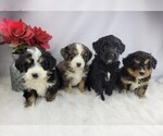 Small breeder photo