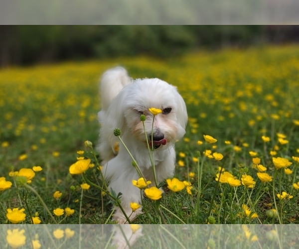 Medium Photo #19  Breeder Profile in BARREN SPRINGS, VA, USA