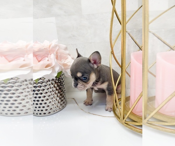 Medium Photo #8  Breeder Profile in IRVINE, CA, USA