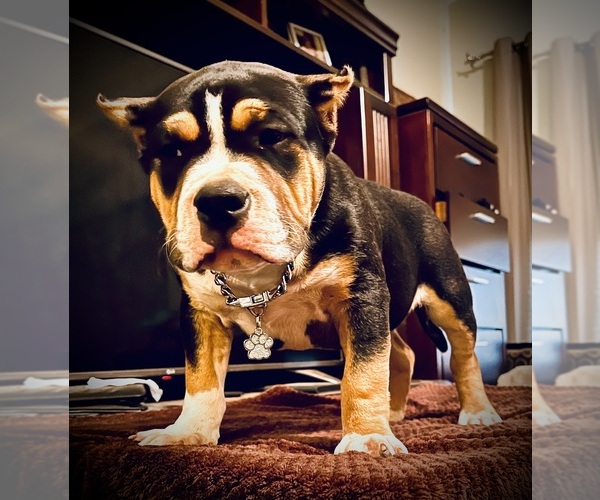 Medium Photo #10  Breeder Profile in FORT MITCHELL, AL, USA