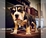 Small #9 Breeder Profile image