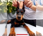 Small breeder photo