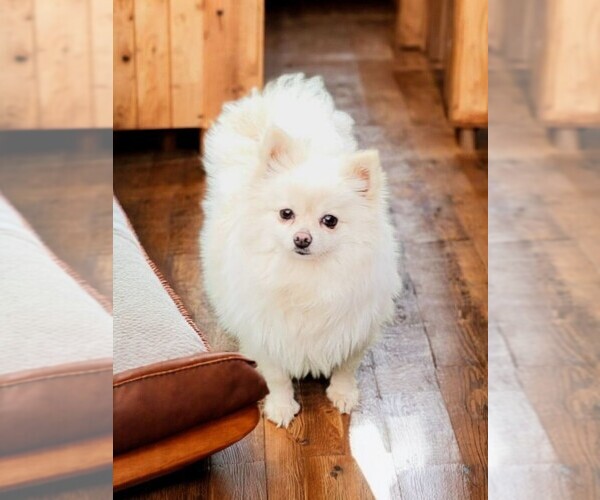 Medium Photo #1  Breeder Profile in ORRVILLE, OH, USA