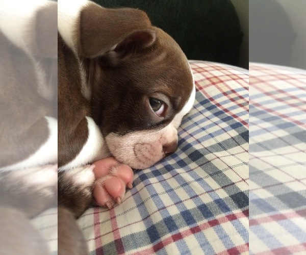 Medium Photo #1  Breeder Profile in RAYTOWN, MO, USA