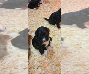 Main photo of Bernedoodle Dog Breeder near HARRIMAN, TN, USA