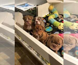 Main photo of Bulldog Dog Breeder near GROSSE POINTE FARMS, MI, USA
