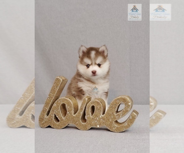 Medium Photo #3  Breeder Profile in BURNS TOWNSHIP, MN, USA