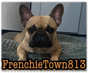 French Bulldog Dog Breeder near NEW PORT RICHEY, FL, USA