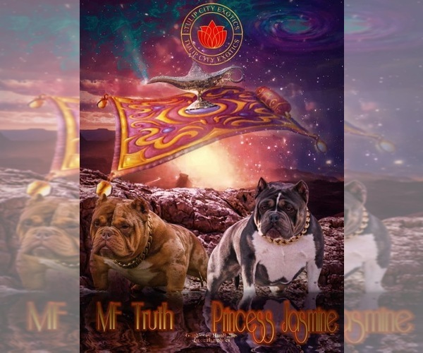 Medium Photo #1  Breeder Profile in HOLLAND, MI, USA