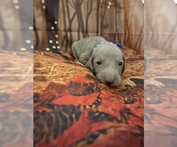 Medium Photo #9  Breeder Profile in CEDAR RAPIDS, IA, USA