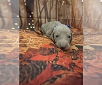 Small #8 Breeder Profile image