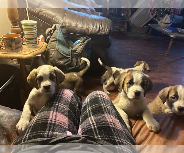 Medium Photo #7  Breeder Profile in CAPON BRIDGE, WV, USA