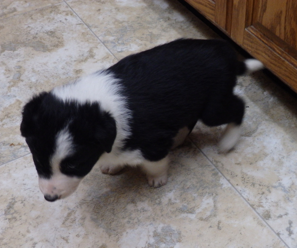 Medium Photo #1  Breeder Profile in PRAIRIE DU CHIEN, WI, USA