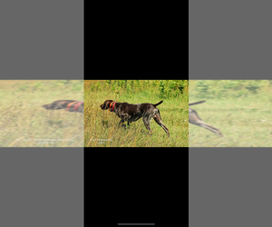 German Shorthaired Pointer Dog Breeder near WABASSO, MN, USA