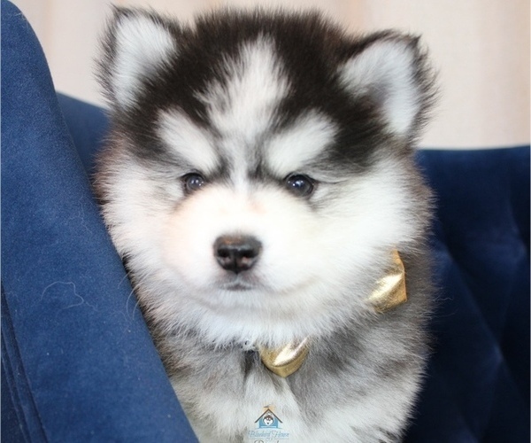 Medium Photo #13  Breeder Profile in BURNS TOWNSHIP, MN, USA