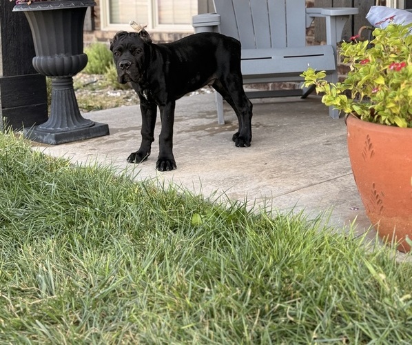 Medium Photo #7  Breeder Profile in AMARILLO, TX, USA