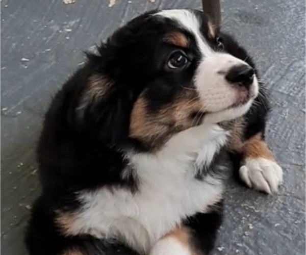 Medium Photo #12  Breeder Profile in BLACKSBURG, SC, USA