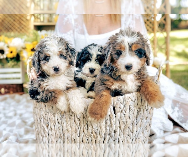 Medium Photo #80  Breeder Profile in BAKERSFIELD, CA, USA