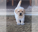 Small breeder photo