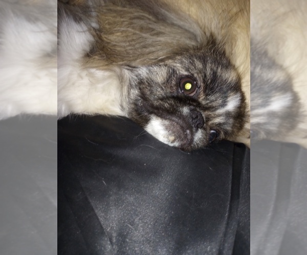 Medium Photo #1  Breeder Profile in CAMDENTON, MO, USA