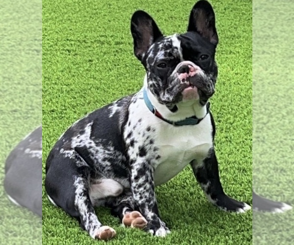 Medium Photo #3  Breeder Profile in HICKORY, NC, USA