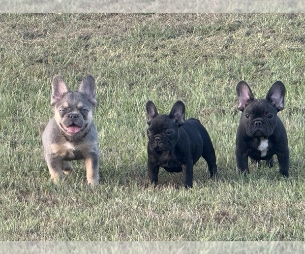 Medium Photo #1  Breeder Profile in LONGVIEW, TX, USA
